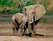 Elefantes Associáveis 3