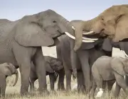 Elefantes Associáveis 5