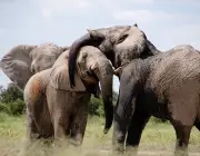 Elefantes Associáveis 6