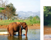 Elefantes Asiáticos Brincando e Matando a Sede Com Água 2