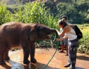 Elefantes Asiáticos Brincando e Matando a Sede Com Água 3