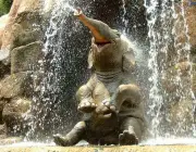 Elefantes Asiáticos Brincando e Matando a Sede Com Água 5