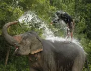Elefantes Asiáticos Brincando e Matando a Sede Com Água 6