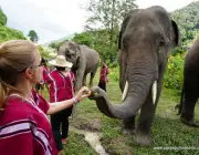 Elefantes Comendo 4