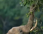 Elefantes Comendo 5