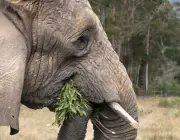 Elefantes Comendo 1