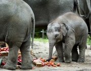 Baby elephant "Nhi Linh" eats vegetables on her first birthday at the Rotterdam Blijdorp Zoo, in Rotterdam, on August 10, 2014.  AFP PHOTO / ANP / BART MAAT  ***netherlands out***