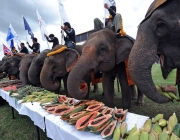 Elephants eat fruit during a buffet as part of the annual King's Cup elephant polo tournament in the southern Thai resort town of Hua Hin on September 5, 2011. The King's Cup tournament, which is held to promote elephant conservation, is taking place from September 5 to 11.   AFP PHOTO / Pornchai KITTIWONGSAKUL