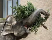 Elefantes Comendo 6