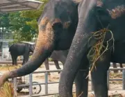 Elefantes Comendo em Cativeiro 1