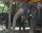 Elefantes Comendo em Cativeiro 2
