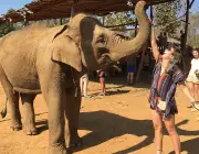 Elefantes Comendo em Cativeiro 4