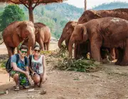 Elefantes Comendo em Cativeiro 6