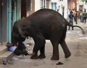 Elefantes Jovens Agressivos 1