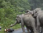 Elefantes Jovens Agressivos 2