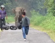 Elefantes Jovens Agressivos 3
