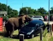 Elefantes Jovens Agressivos 5