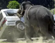 Elefantes Jovens Agressivos 6