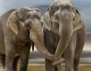 Elefantes Macho e Fêmea 1
