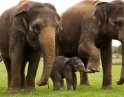Elefantes Macho e Fêmea 2