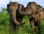 Elefantes Macho e Fêmea 3