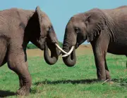 Elefantes Macho e Fêmea 4