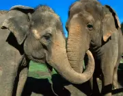 Elefantes Macho e Fêmea 5