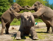 Elefantes Macho e Fêmea 6