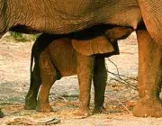 Elefantes Mamando 1