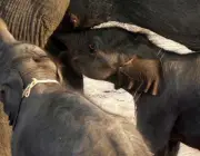Elefantes Mamando 2