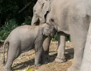 Elefantes Mamando 3