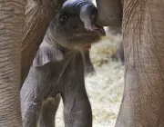 Elefantes Mamando 4