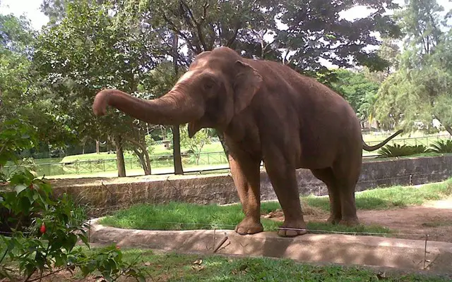 Elefantes Pelo Mundo 3