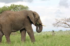 Elefantes Pelo Mundo 5