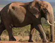 Elefantes Pelo Mundo 1