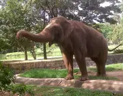 Elefantes Pelo Mundo 3