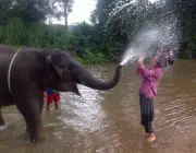 Elefantes São Sociáveis 2