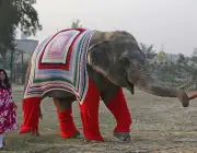 Elefantes São Sociáveis 4