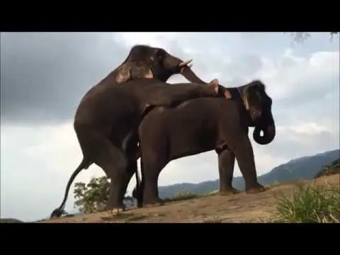 Elefante se Acasalando 3