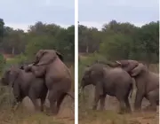Elefante se Acasalando 1