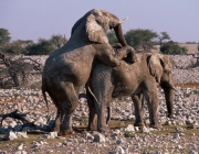 Elefante se Acasalando 2