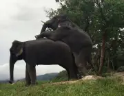 Elefante se Acasalando 4