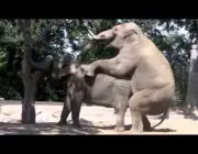 Elefante se Acasalando 6