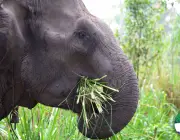 Elefantes se Alimentando 1
