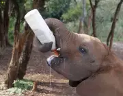 Elefantes se Alimentando 2