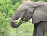 Elefantes se Alimentando 3
