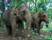 Elefantes se Alimentando 4