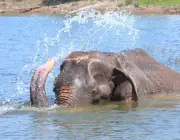 Elefantes se Refrescando na Água 1