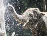 Elefantes se Refrescando na Água 2