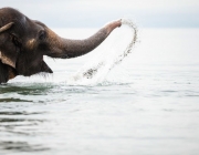 Elefantes se Refrescando na Água 3
